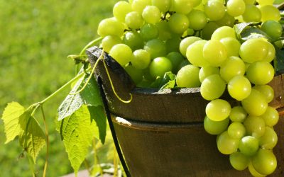 Los beneficios de la uva verde en seres humanos